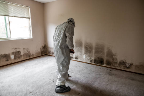 Best Environmental Consulting for Mold Prevention  in Clifton Forge, VA